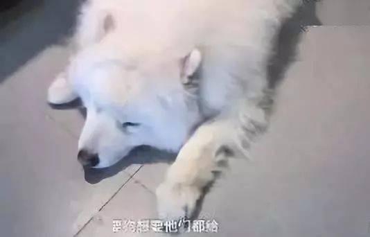 胖犬来爆料最新,娱乐圈幕后那些不为人知的秘密